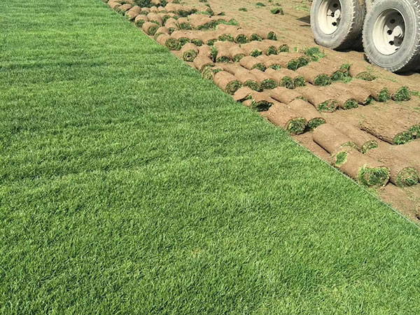 早熟禾草坪圖片