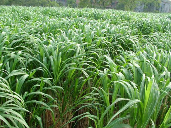 1633742287254737.jpg 皇竹草2.jpg