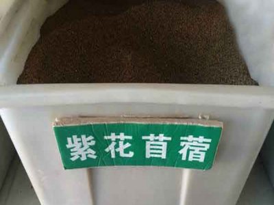 今年紫花苜蓿種子批發價格是多少？