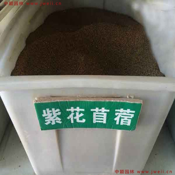 1633784431228775.jpg 紫花苜蓿1.jpg