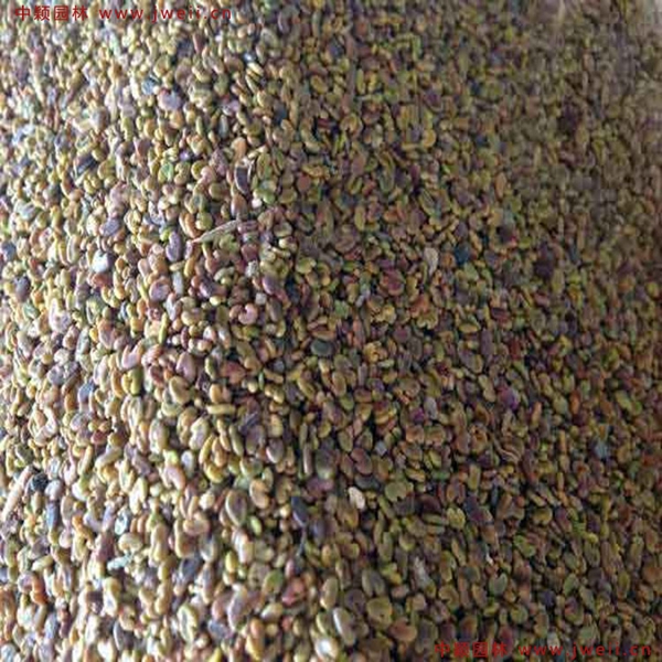 1633784435367017.jpg 紫花苜蓿2.jpg