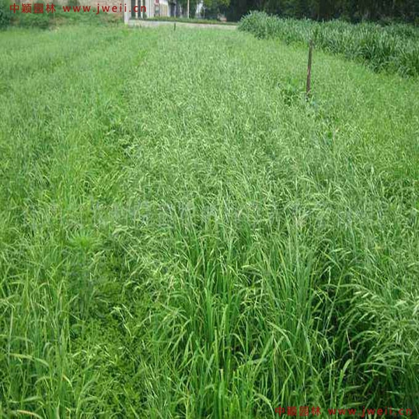 1633858569604552.jpg 5_副本.jpg