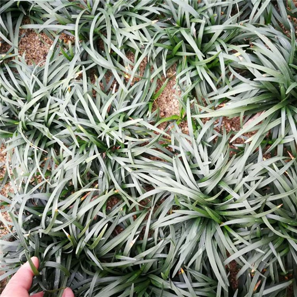 1634084097808291.jpg 日本矮麥冬_副本.jpg