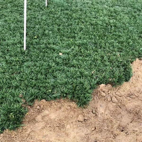 1634084104682045.jpg 日本矮麥冬1_副本.jpg