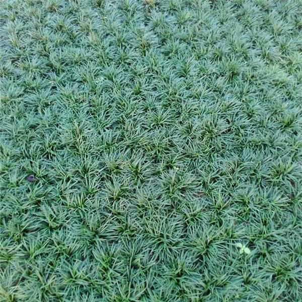 1634084111806750.jpg 日本矮麥冬2_副本.jpg