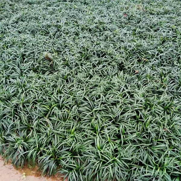 1634084118466447.jpg 日本矮麥冬3_副本.jpg