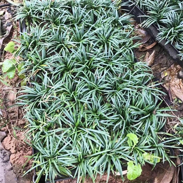 1634084128826792.jpg 日本矮麥冬4_副本.jpg