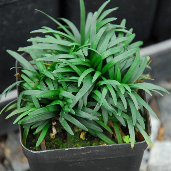 1634084134455733.jpg 日本矮麥冬5_副本.jpg