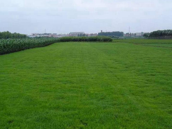 1634560241781789.jpg 早熟禾27_副本.jpg