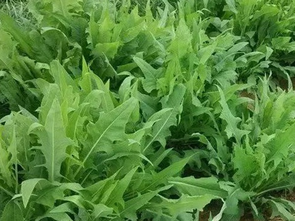 1634718325596480.jpg 苦荬菜2.jpg