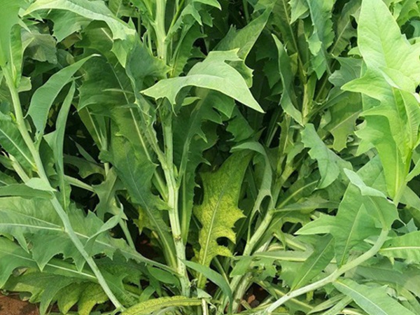 1634718337243760.jpg 苦荬菜3.jpg