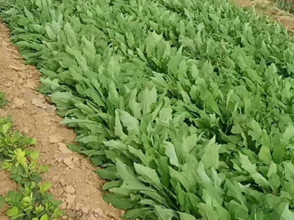 1634718342251516.jpg 苦荬菜4.jpg