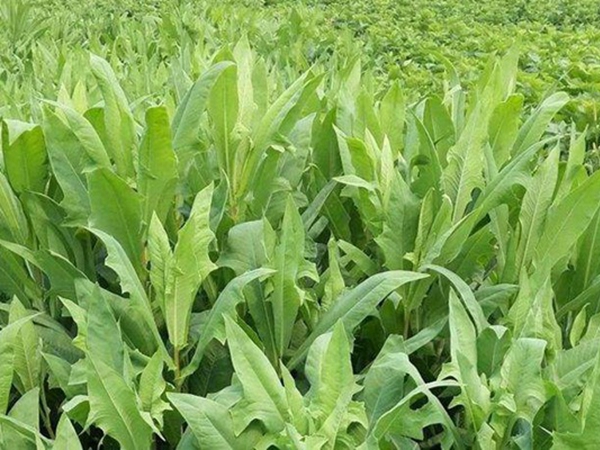 1634718346660426.jpg 苦荬菜5.jpg