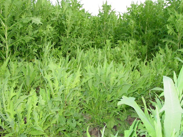 1634719303443273.jpg 苦荬菜7.jpg