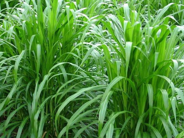 1634863988797453.jpg 皇竹草種子3.jpg