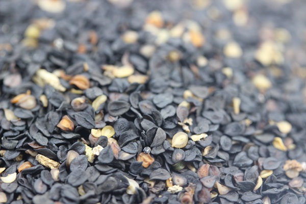 美國石竹種子 美國石竹種子