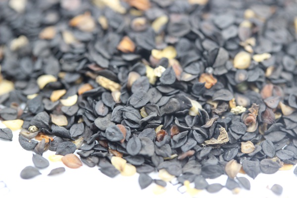 美國石竹種子 美國石竹種子