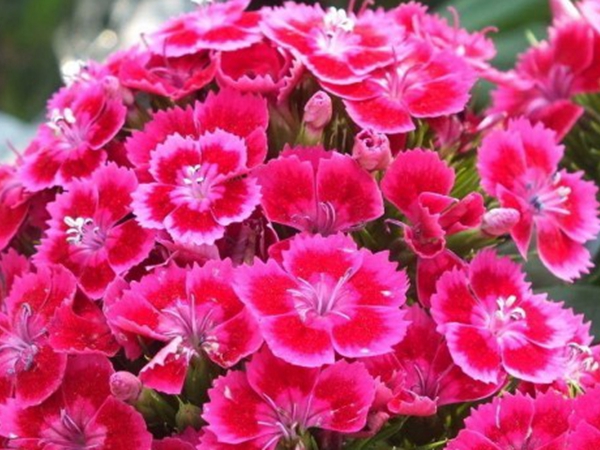 1636285674604359.jpg 五彩石竹5.jpg