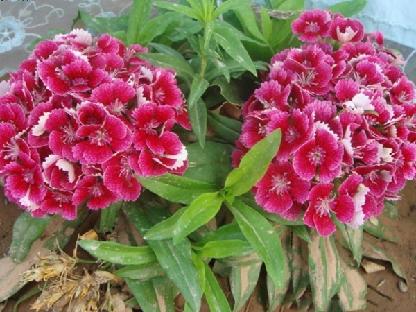 1636285693975741.jpg 五彩石竹6.jpg