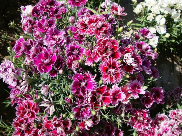 1636285715650167.jpg 五彩石竹3.jpg