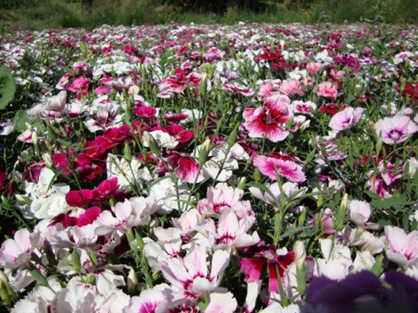 1636285729571817.jpg 五彩石竹8.jpg