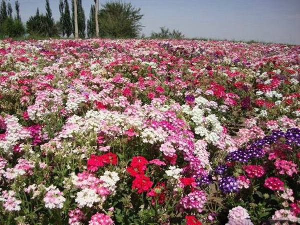 1636285742426268.jpg 五彩石竹9.jpg