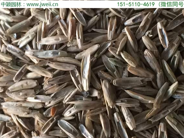 1636340028646879.jpg 天堂草01.jpg