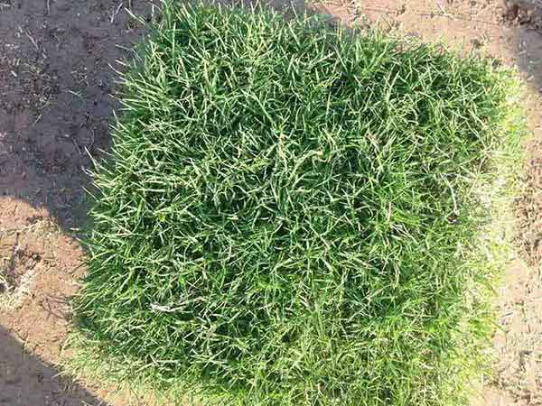 果嶺草草坪圖片 果嶺草草坪圖片