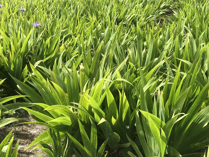 1636614407923831.jpg 鳶尾 (1).jpg