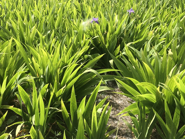 鳶尾 (3).jpg