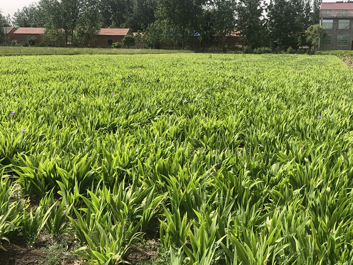 1636615611293595.jpg 鳶尾 (2).jpg