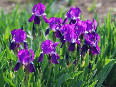 鳶尾花的施肥技術
