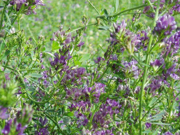 1636684517969612.jpg 苜蓿種子2.jpg