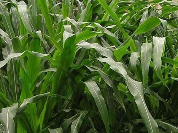 墨西哥玉米草