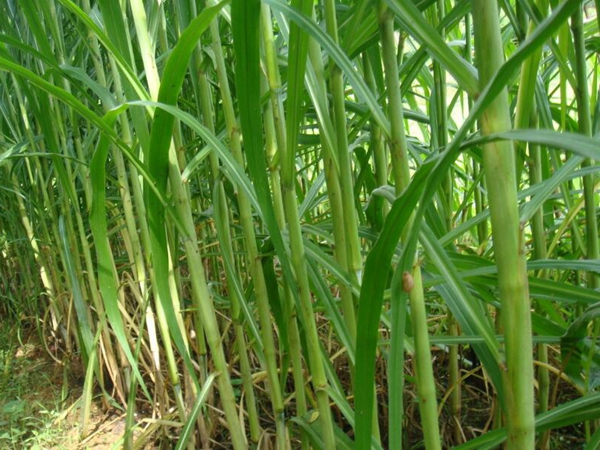 1637401002488002.jpg 皇竹草19.jpg