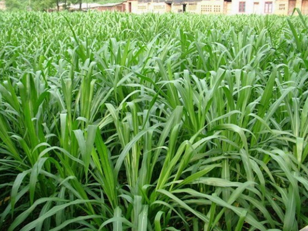 1637402215978654.jpg 皇竹草3.jpg