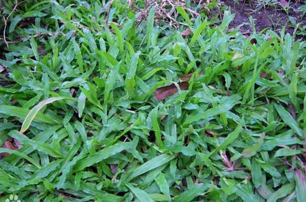 大葉油草草坪圖片 大葉油草草坪圖片