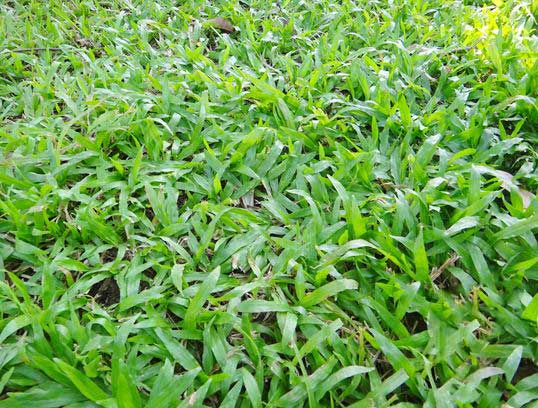 大葉油草草坪圖片 大葉油草草坪圖片