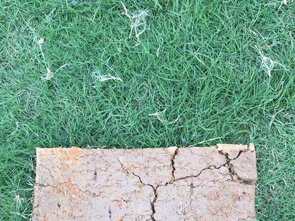 臺灣草坪發芽出苗圖片 臺灣草坪發芽出苗圖片