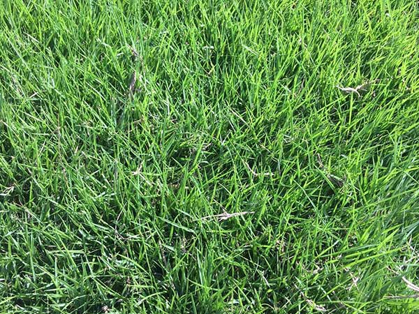 臺灣草坪發芽出苗圖片 臺灣草坪發芽出苗圖片