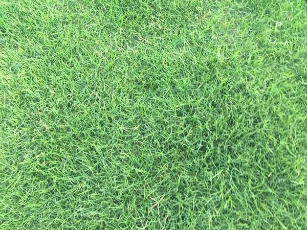 臺灣草坪發芽出苗圖片 臺灣草坪發芽出苗圖片