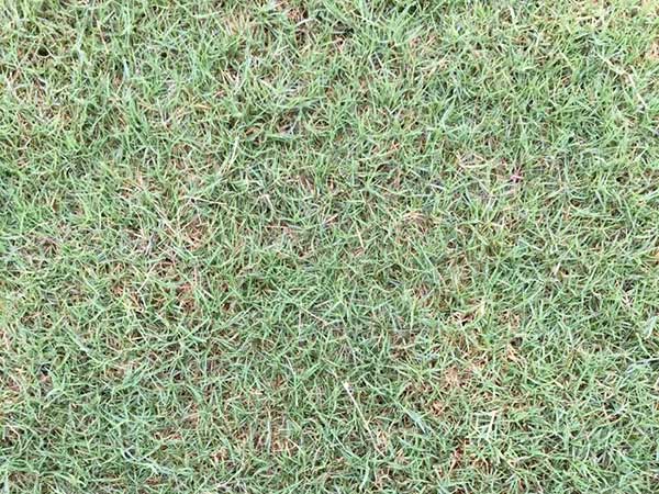 臺灣草坪發芽出苗圖片 臺灣草坪發芽出苗圖片