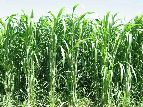 1638169821616830.jpg 皇竹草10.jpg