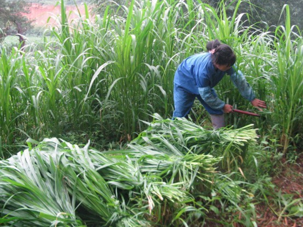 1638173000866864.jpg 皇竹草4.jpg