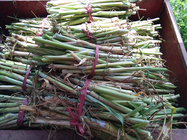 1638173020900908.jpg 皇竹草13.jpg