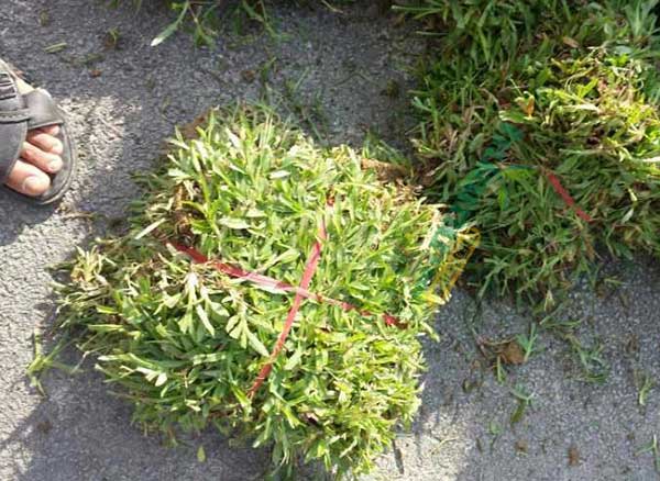 大葉油草草坪圖片 大葉油草草坪圖片