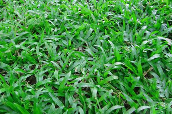 大葉油草草坪圖片 大葉油草草坪圖片