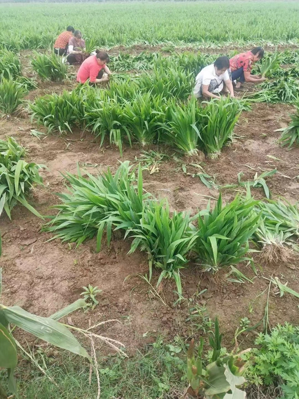 1638600694959341.jpg 鳶尾1_副本.jpg