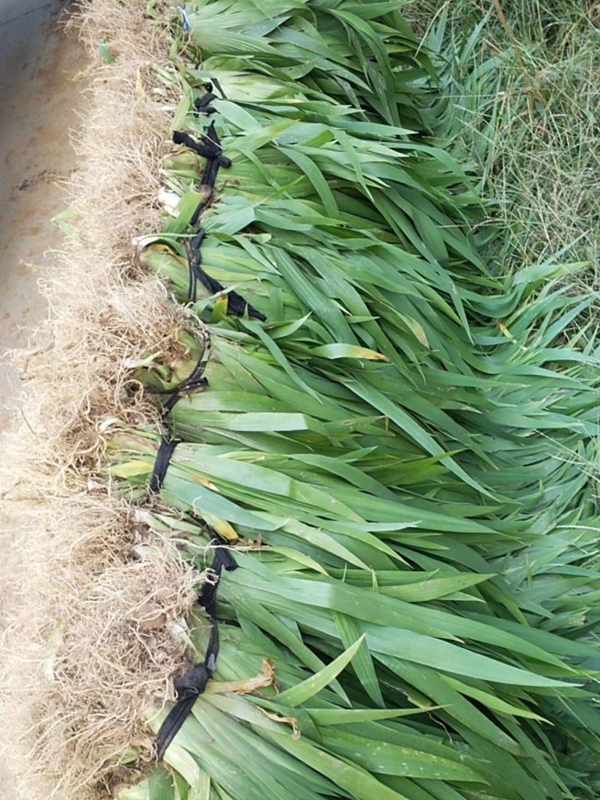 1638600723635616.jpg 常綠鳶尾 (12).jpg