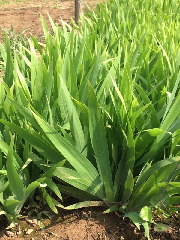 1638600738903705.jpg 常綠鳶尾 (17).jpg